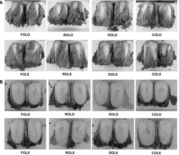 Fig.  4.  Comparison  of  outer  (A)  and  inner  (B)  parts  of  Kimchi  cabbage  ‘Choon  Gwang’  after  6  weeks  storage  period  at  2°C.