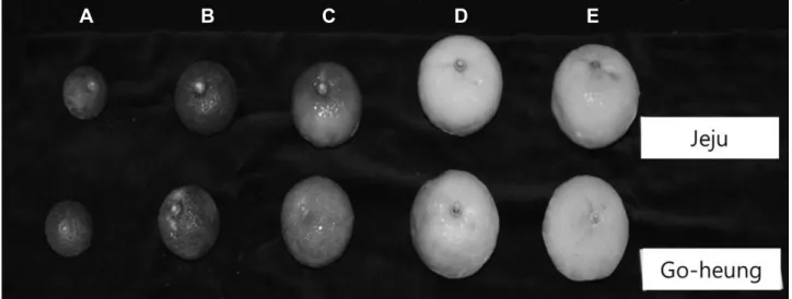 Fig.  1.  Maturity  stages  of  yuzu  (Citrus  junos  Sieb.  ex  Tanaka)  cultivated  in  Go-heung  and  Jeju  farms  from  August  to  December,  2012