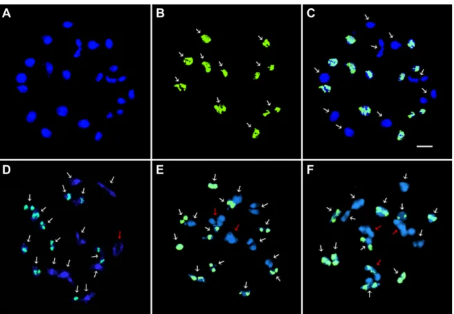 Fig.  3.  GISH  analyses  of  meiotic  pairings  in  PMCs  of  xBrassicoraphanus  line  BB#5