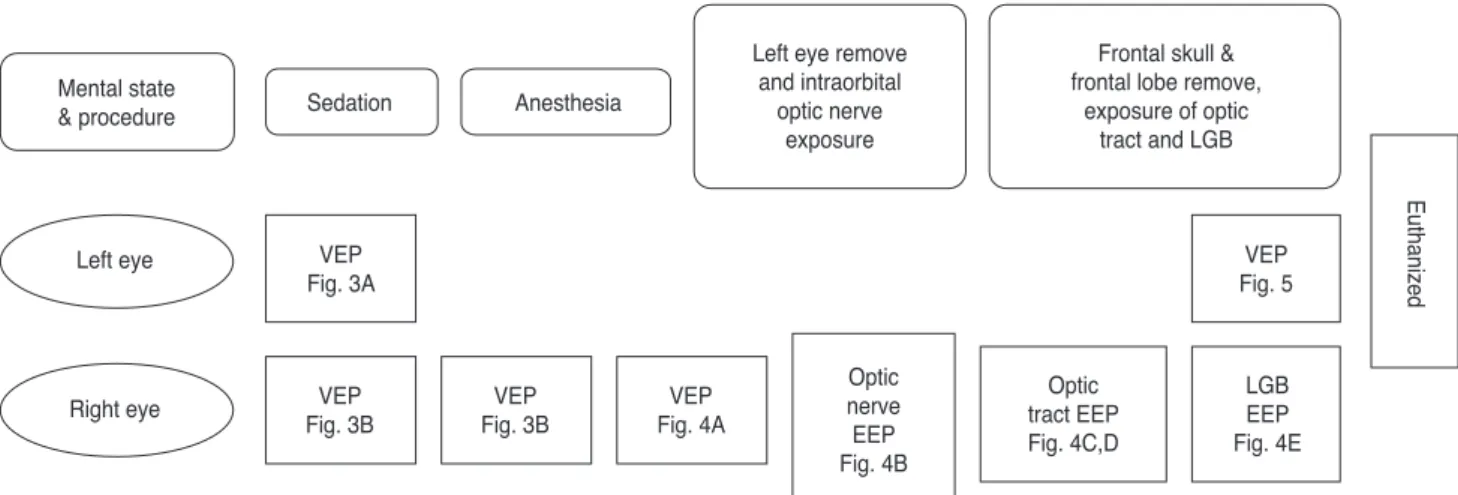 Fig. 3A VEP