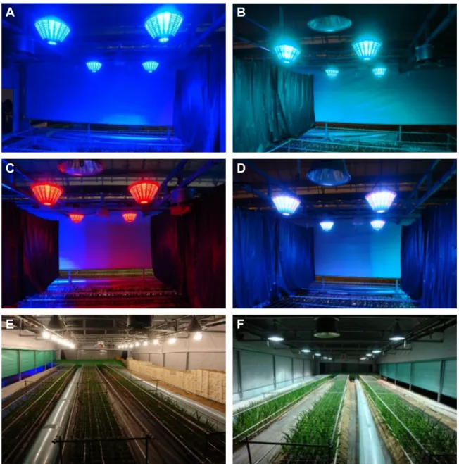 Fig.  1.  Day-length  extension  treatment  using  LEDs  A  =  blue,  B  =  green,  C  =  red,  and  D  =  mixed  (blue,  green,  red),  E  =  glow  lamp,  and  F  =  metal  halide  lamp.