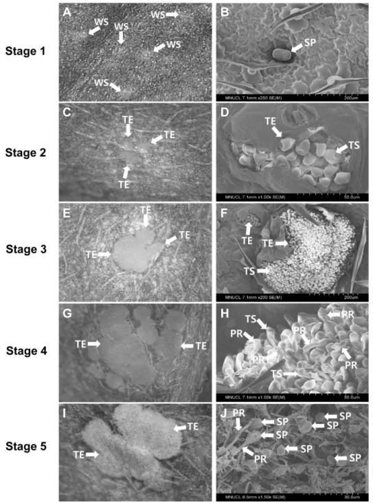 Fig.  5.  Developmental  stages  of  white  rust  in  chrysanthemum  ‘Baekma’.  A,  C,  E,  G,  and  I,  stereoscopic  micrographs;  B,  D,  F,  H,  and  I,  scanning  electron  micrographs