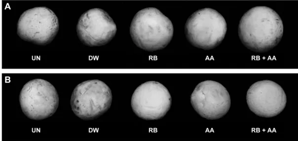 Fig.  5.  Changes  in  appearance  of  Agaricus  bisporus  dipped  3  min  in  various  antibrowning  solutions  and  packaged  in  PP  film  during  storage  at  15°C  for  9  days  (A)  and  storage  at  4°C  for  12  days  (B)