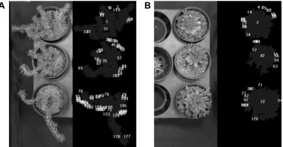 Fig.  1.  Ground  coverage  of  plant  canopies  on  the  field  (left)  and  digital  images  (right)