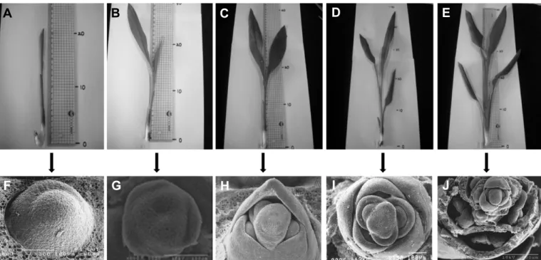 Fig.  1.  Shoot  growth  and  inflorescence  development  of  C.  alismatifolia  ‘Chiangmai  Pink’