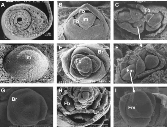Fig.  2.  Longitudinal  section  of  an  inflorescence  of  C.  alismatifolia