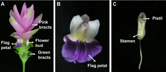 Fig.  4.  Schematic  representation  of  flowering  order  (A).  Pictures  of  flowering  order  of  C