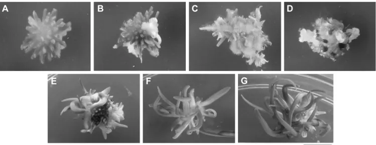 Fig.  1.  Effects  of  combinations  and  concentrations  of  BA  and  NAA  on  regeneration  of  shoots,  roots,  and  callus  from  receptacle  explants