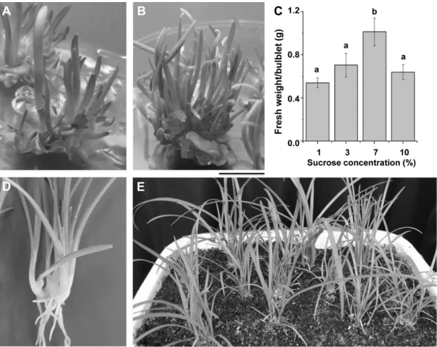 Fig.  2.  In  vitro  micropropagation  and  transplantation  of  A.  hookeri  plantlets  via  shoot  multiplication  and  bulblet  formation  using  receptacle  explants