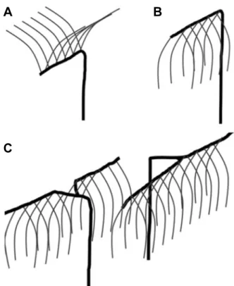 Fig.  1.  Three  different  trellis  systems  in  this  experiment.  A,  modified  T;  B,  curtain;  and  C,  Geneva  double  curtain.