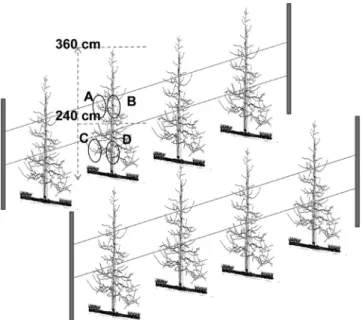 Fig.  1.  Canopy  positions  of  slender-spindle  ‘Hongro’/M.9  apple  trees  divided  for  this  study