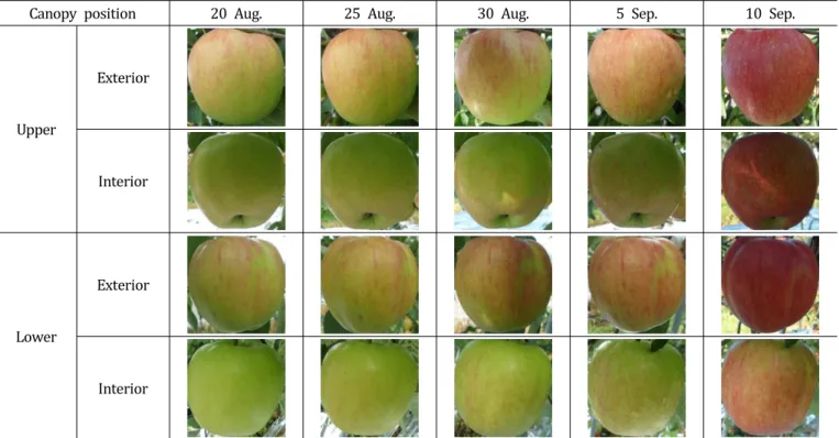 Fig.  2.  Development  of  fruit  skin  color  of  ‘Hongro’/M.9  apple  fruits  at  different  canopy  positions