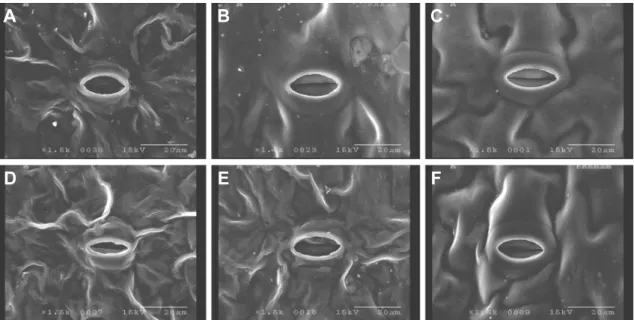 Fig.  2.  Effect  of  irrigation  and  shading  on  the  stomata  and  leaf  surface  of  hot  pepper  observed  through  scanning  electronic  microscopy  (SEM,  bars  represent  2 0  μm)