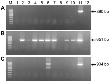 Fig.  1.  Reverse  transcription  polymerase  chain  reaction  (RT-  PCR)-based  detection  of  Lily  symptomless  virus  (LSV:  A),  Lily  mottle  virus  (LMoV:  B),  and  Cucumber  mosaic  virus  (CMV: 
