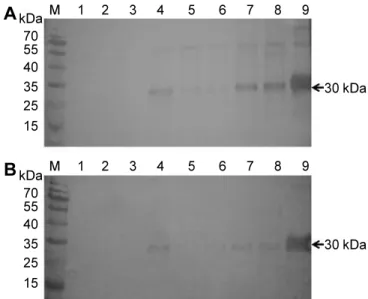 Fig.  2.  Purification  of  recombinant  His-coated  Lily  mottle  virus (LMoV) coat  protein  (CP)  after  Ni-NTA  affinity  chromatography