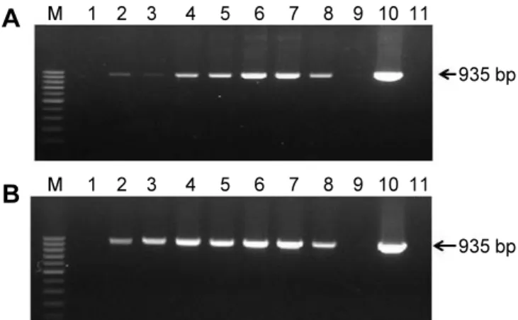 Fig.  4.  Immunocapture-reverse  transcription  polymerase  chain  reaction  (IC-RT-PCR)  detection  of  the  Lily  mottle  virus  (LMoV)  coat  protein  in  healthy  and  infected  lily  samples  using  IgY  (A)  and  IgG  (B)  antibodies