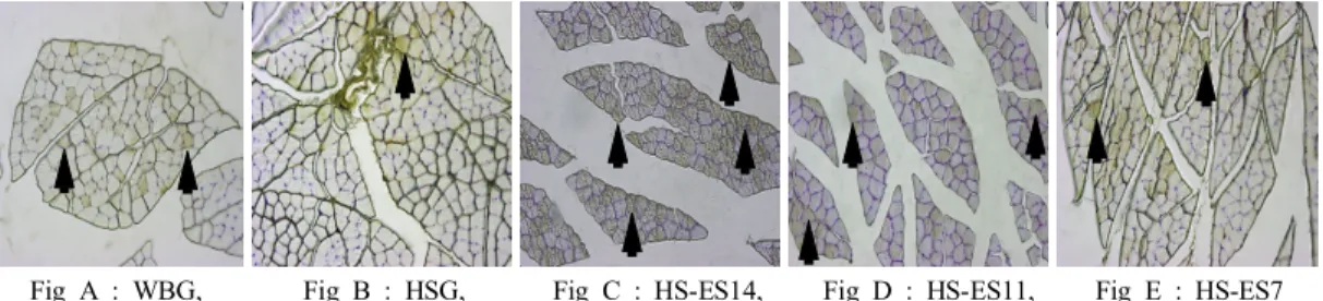 Fig  1.  VEGF  Expression(200x)monoclonal  VEGF,  Vector  Laboratories  Inc,  미국)를