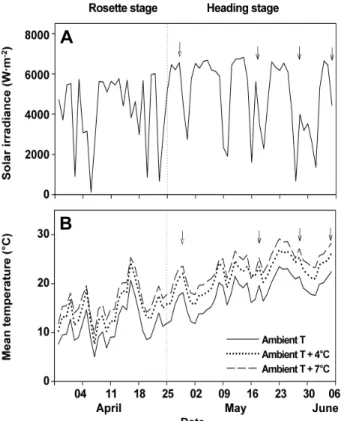 Fig.  1.  Changes  in  daily  mean  solar  irradiance  (A)  and  daily  mean  air  temperature  (B)  in  the  temperature  gradient  tunnel  (TGT)  where  the  Chinese  cabbage  (Brassica  campestris  subsp