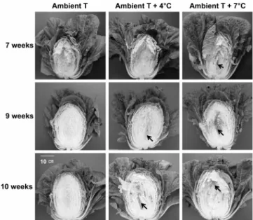 Fig.  7.  Cross-sections  of  Chinese  cabbage  (Brassica  campestris subsp.  napus  var