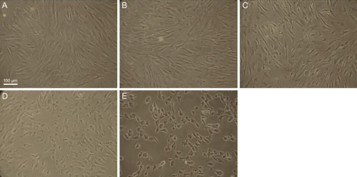 Fig. 1. The morphological features of cultured human conjunctival fibroblast cells with different  concentrations of benzalkonium chlo- chlo-ride (BAC) in six-well plates were observed by phase-contrast microscopy (×100)