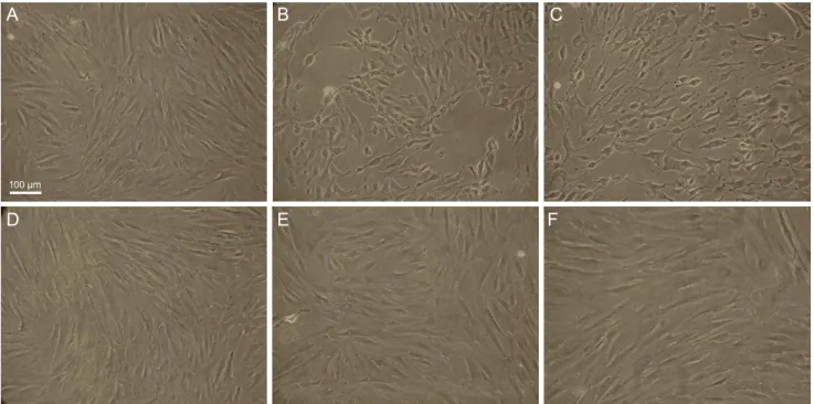 Fig. 2. The morphological features of cultured human conjunctival fibroblast cells with different prostaglandin formulations in six-well plates  were observed by phase-contrast microscopy