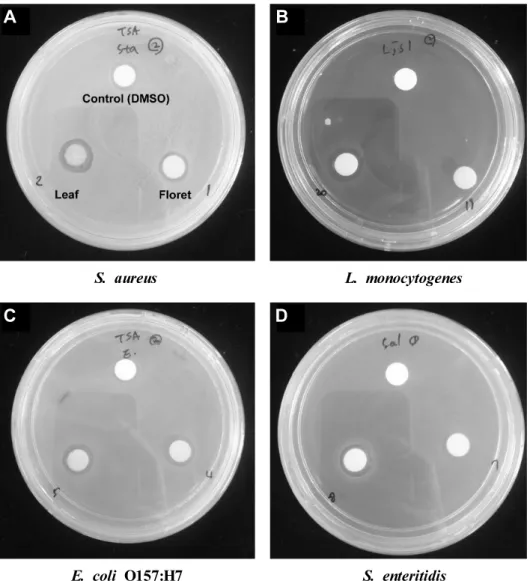 Fig.  1.  Antimicrobial  activities  of  the  methanol  extract  of  different  cultivars  and  parts  of  broccoli  against  pathogenic  bacteria