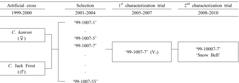 Fig.  1.  Pedigree  diagram  of  Cymbidium  var.  ‘Snow  Bell’.
