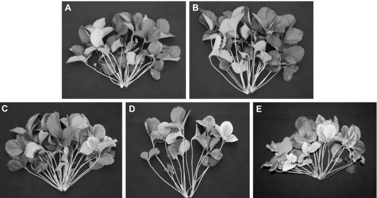 Fig.  1.  Comparison  of  normal  plants  (A  and  B)  and  the  injured  plants  by  excess  bicarbonate  concentrations  (C,  D,  and  E)  of 