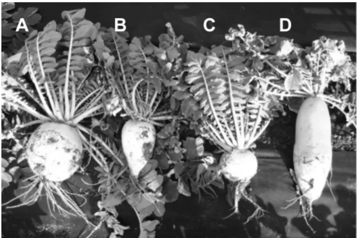 Fig.  1.  Phenotypes  of  different  accessions  of  the  ‘Danji’  radish  (A,  B,  and  C;  Raphanus  sativus  L
