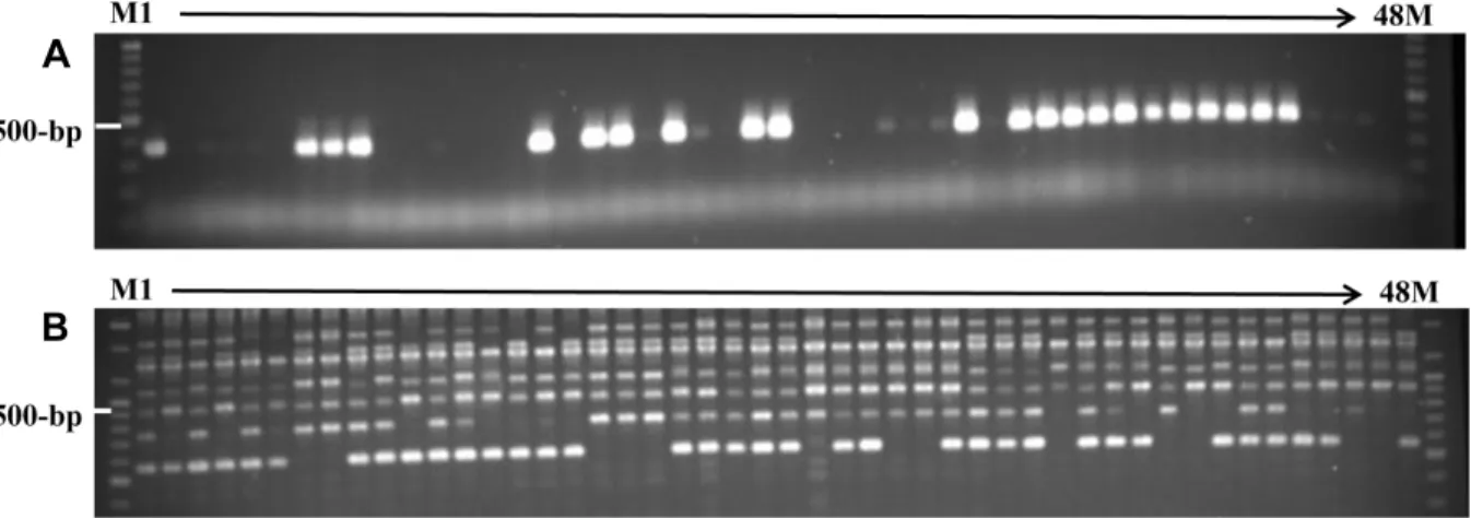Fig.  2.  Image  of  an  agarose  gel  showing  aS-haplotype  specific  marker  and  RAPDs