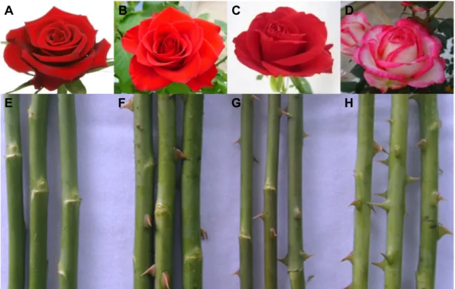 Fig.  2.  Comparison  of  flower  and  thorn  characteristics  in  R.  hybrida.  A  and  E,  ‘Love  Letter’;  B  and  F,  ‘Vital’;  C  and  G,  ‘Red Giant’;  D  and  H,  ‘Ensemble’.