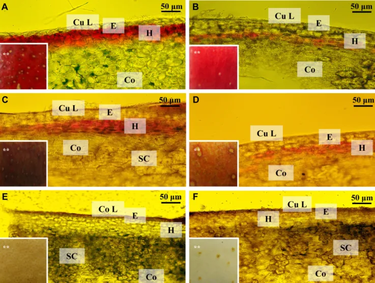 Fig.  2.  Microscopic  observation  of  pear  and  apple  skin  (100×).  A,  ‘Kalle’  (pear);  B,  ‘Hongro’  (apple);  C,  7-26-147  (‘Manpungbae’