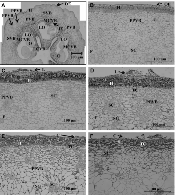 Fig.  1.  Cross  section  of  ‘Hanareum’  pear  fruits  at  full  bloom  (A)  and  20  (B),  40  (C),  60  (D ),  70  (E),  114  (F)  days  after  full  bloom  (×400)