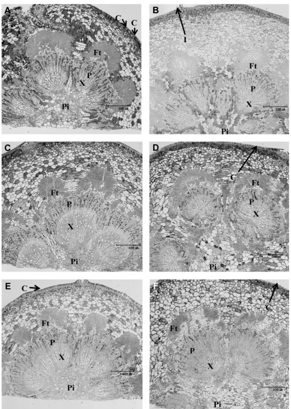 Fig.  3.  Cross  section  of  GA  treated  (A,  C,  E)  and  non-treated  (B,  D ,  F)  fruit  stalk  at  40  (A,  B),  70  (C,  D ),  114  (E,  F)  days  after  full  bloom  in  ‘Hanareum’  pear  (×400)