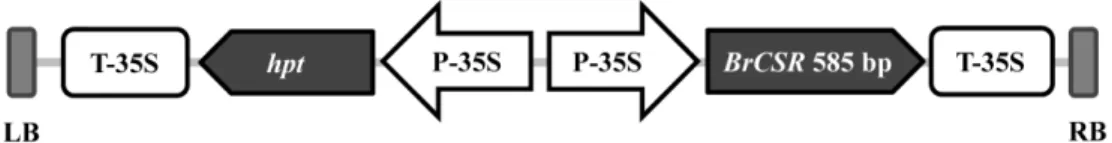 Fig.  1.  Construction  of  BrCSR  over-expressed  vector  for  tobacco  transformation