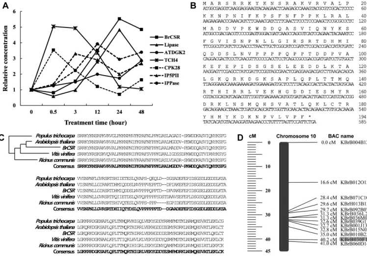 Fig.  2.  Characterization  of  Brassica  rapa  cold-stress  resistance  gene  (BrCSR)