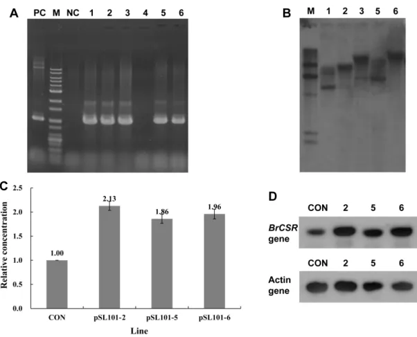 Fig.  3.  Molecular  biological  analyses  of  BrCSR  over-expressed  tobacco.  (A)  PCR  analysis  of  six  transgenic  tobacco  plant  based  on  the  sequences  of  pSL101  vector