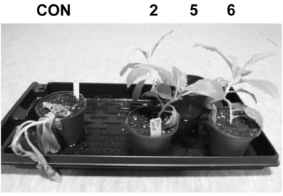 Fig.  4.  Phenotype  characterization  of  BrCSR  over-expressed  T 1  tobacco plants