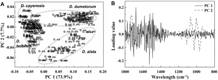 Fig.  2.  PCA  scores  (A)  and  loading  values  plot  (B)  of  PCA  scores  from  FT-IR  data  of  African  yam  lines