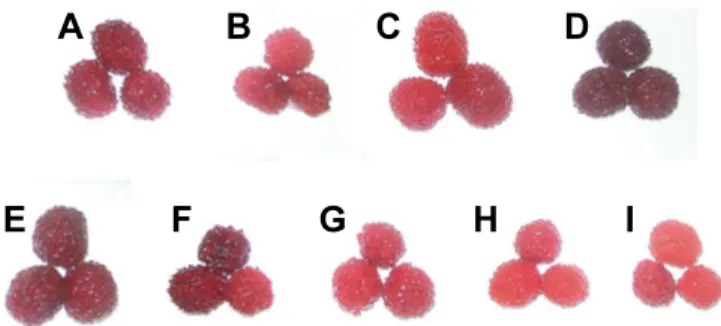 Fig.  1.  Samples  of  different  kinds  of  raspberries.