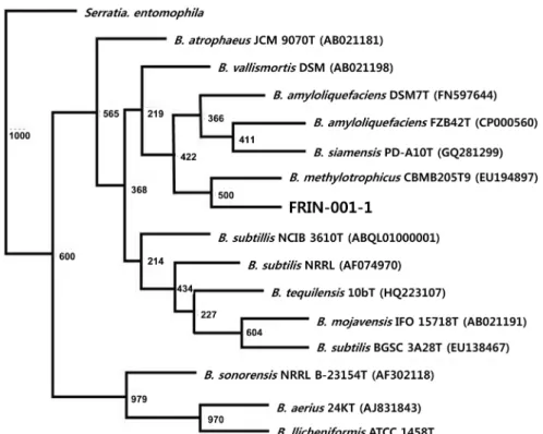 Fig. 4. A phylogenetic neighbor-joining tree of an isolate FRIN-001-1 strain with other related species in the genus Bacillus based  on 16s rRNA sequence.