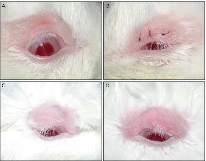 Fig. 2. Macroscopic aspect of specimens. Macroscopic aspect of specimens treated with 2-octylcyanoacrylate (A, 1 week; C, 2  weeks) and 7-0 nylon sutures (B, 1 week; D, 2 weeks).