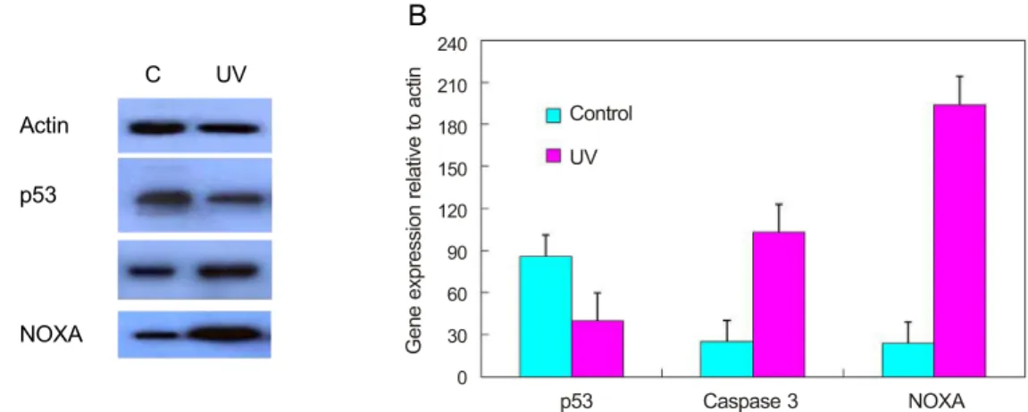 Fig. 4. Gene expressions were evaluated by Western blotting. We compared the control group with the ex- ex-perimental group (4 hours post-exposure)