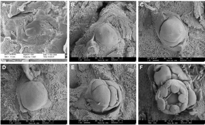 Fig. 1. Scanning electron microscope images of floral stages of growing point of strawberry