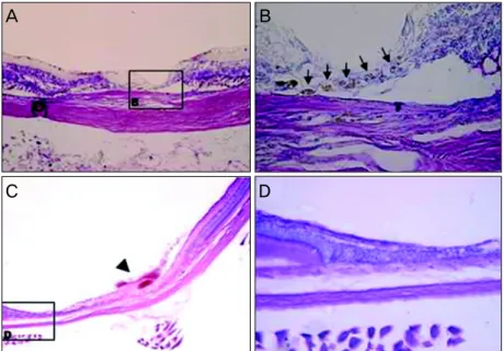 Fig. 2. Light microscopy findings for the laser-in- laser-in-duced retinotomy site at five and seven weeks after  mesenchymal stem cells transplantation in the  ex-perimental group