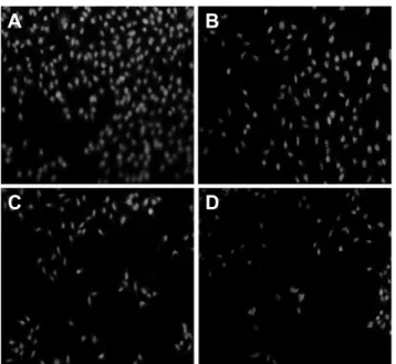 Fig. 5. Reduced cellular expression of MITF transcription factor  using immunofluorescence assay