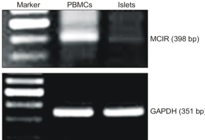 Fig.  1.  Expression  of  Melanocortin  receptor  I  (MC1R)  on  pancre- pancre-atic  islet  and  peripheral  blood  mononuclear  cells  (PBMCs)