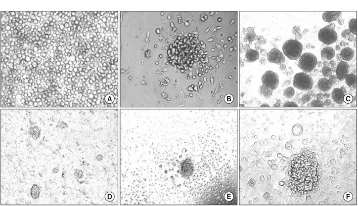 Fig.  1.  hUCB  cells  differentiated  into  pancreatic-like  cells.  (A)  The  hUCB  MNCs  were  plated  on  0.006%  rat-tail  collagen  (RTC)  coated  coverslips  contained  within  plastic  six  well  culture  dishes