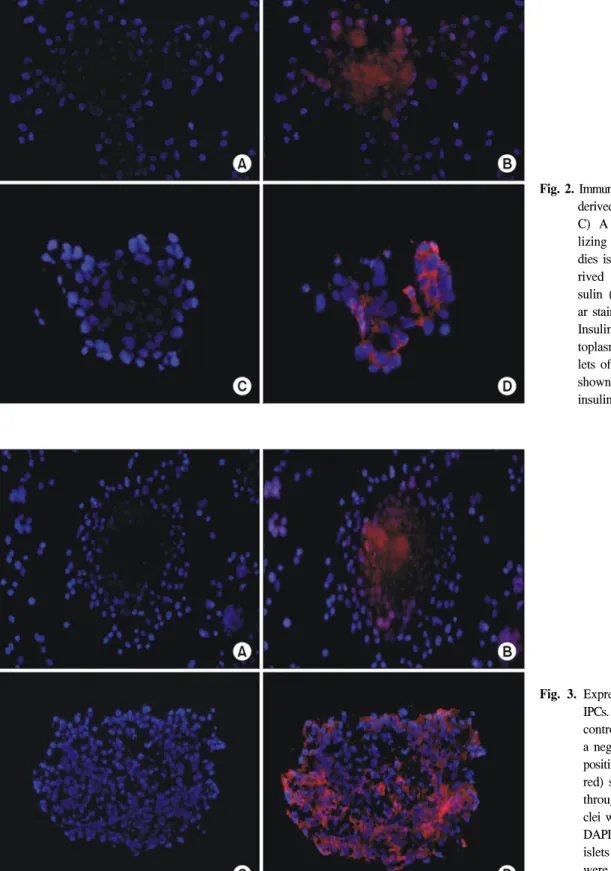 Fig.  2.  Immunofluorescence  of  hUCB-  derived  cells  with  insulin.  (A,  C)  A  negative  control   uti-lizing  isotype-mated   antibo-dies  is  shown