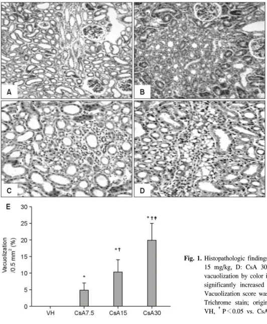 Fig.  1.  Histopathologic  findings  (A:  VH,  B:  CsA  7.5  mg/kg,  C:  CsA  15  mg/kg,  D:  CsA  30  mg/kg)  and  quantitative  analysis  of  vacuolization  by  color  image  analyzer  (E)